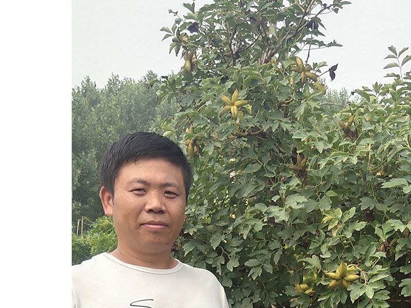 百年牡丹樹(shù)