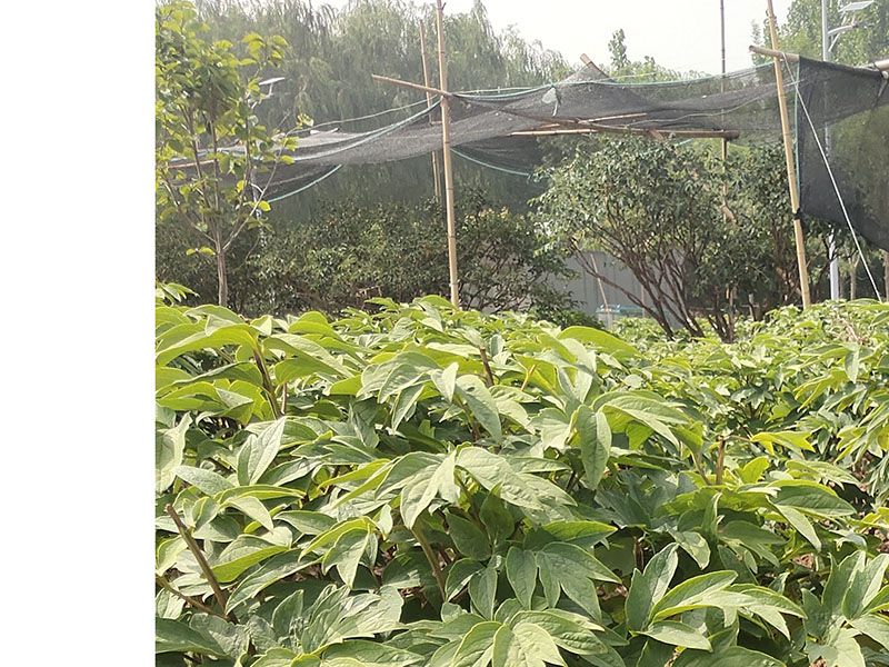 百年牡丹樹(shù)