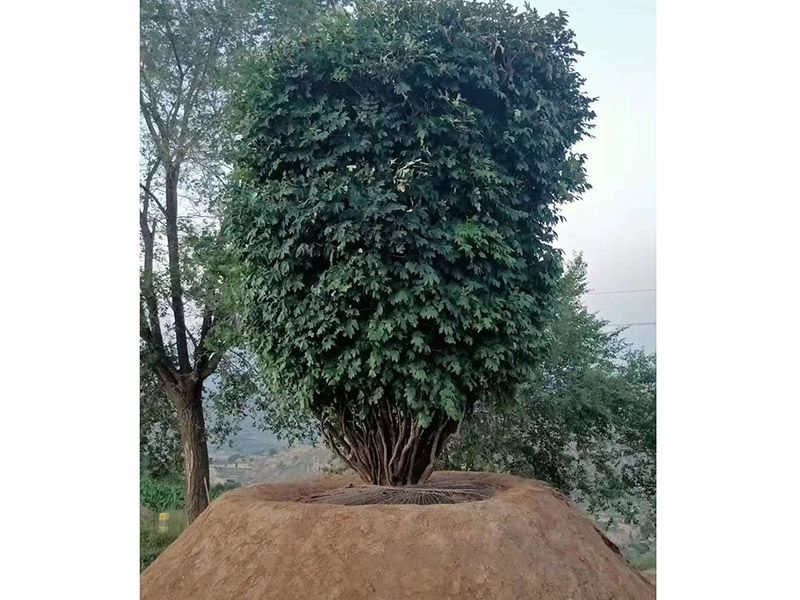 百年牡丹樹(shù)